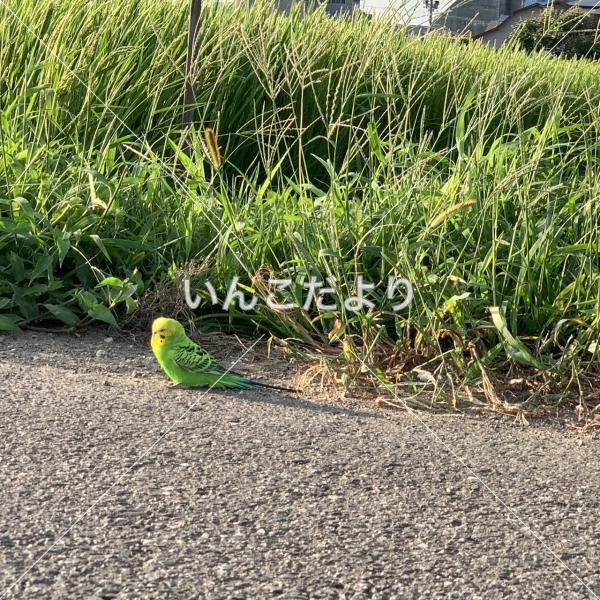 迷い鳥の写真