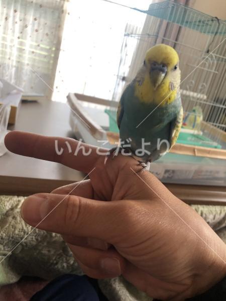 迷い鳥の写真