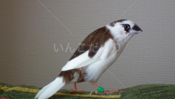 保護鳥の写真