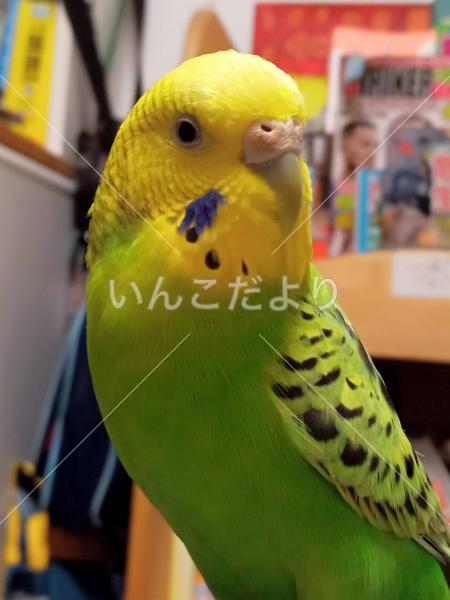 迷い鳥の写真