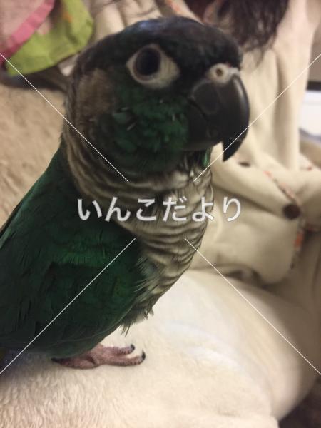 迷い鳥の写真