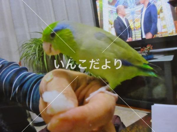 迷い鳥の写真