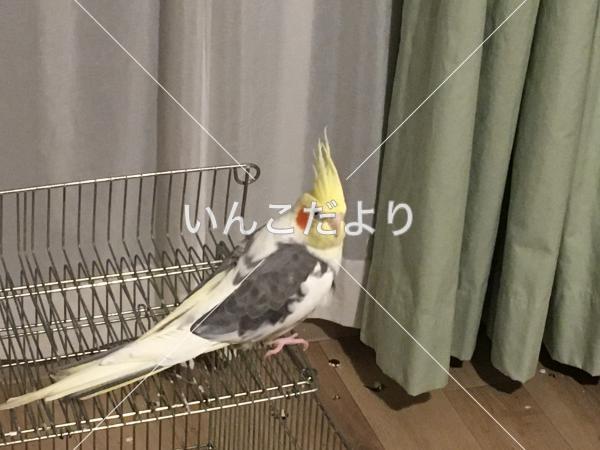 迷い鳥の写真