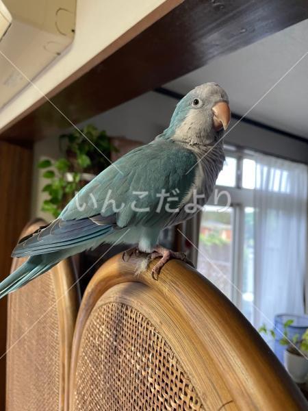 保護鳥の写真
