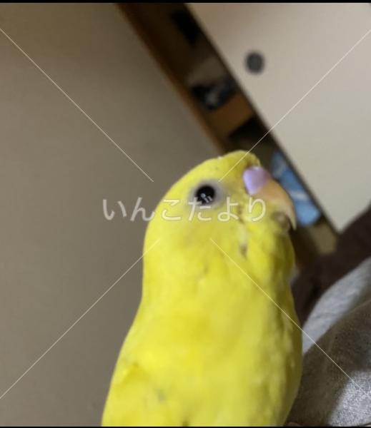 迷い鳥の写真