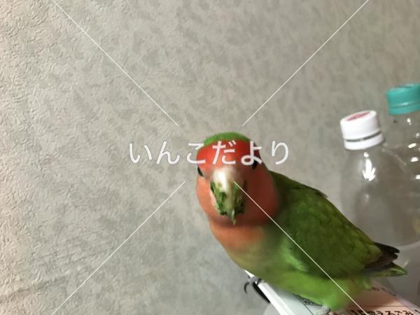 迷い鳥の写真