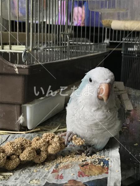 迷い鳥の写真