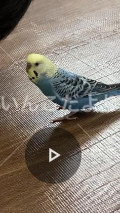 迷い鳥の写真
