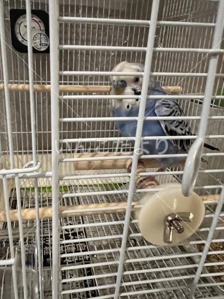 保護鳥の写真