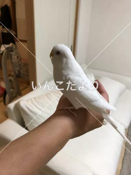 迷い鳥の写真