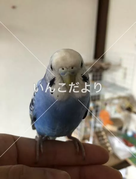 保護鳥の写真