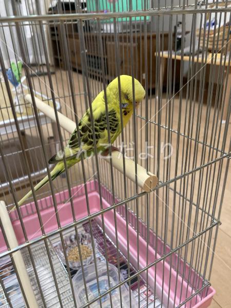 保護鳥の写真