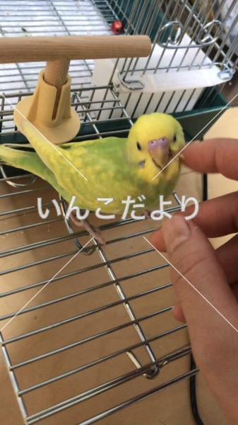 迷い鳥の写真