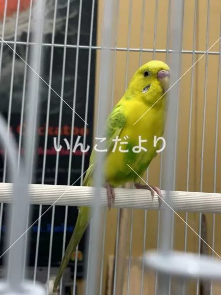 保護鳥の写真
