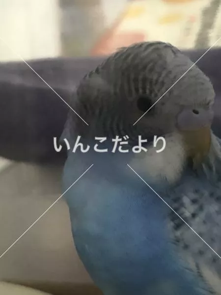 保護鳥の写真