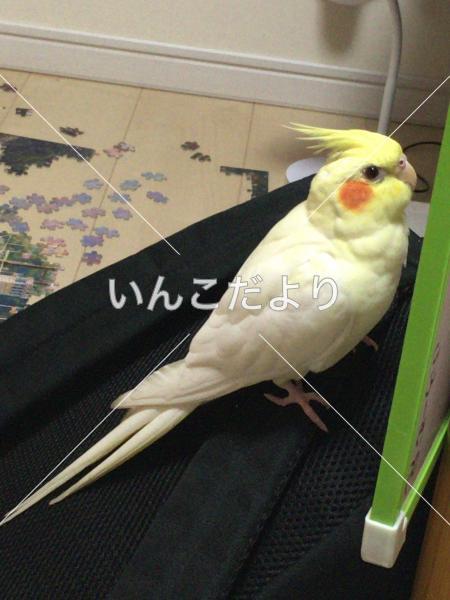 迷い鳥の写真