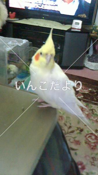 迷い鳥の写真
