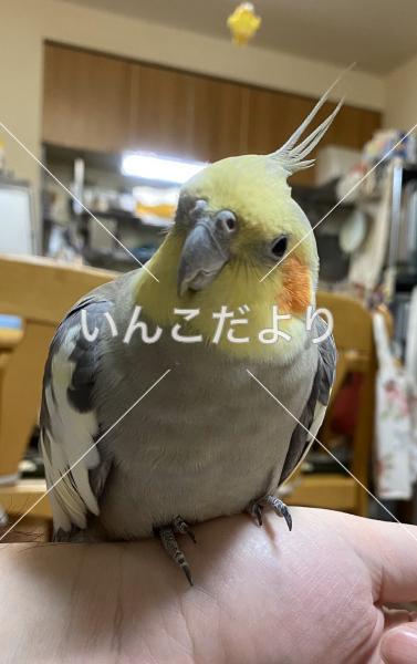 迷い鳥の写真
