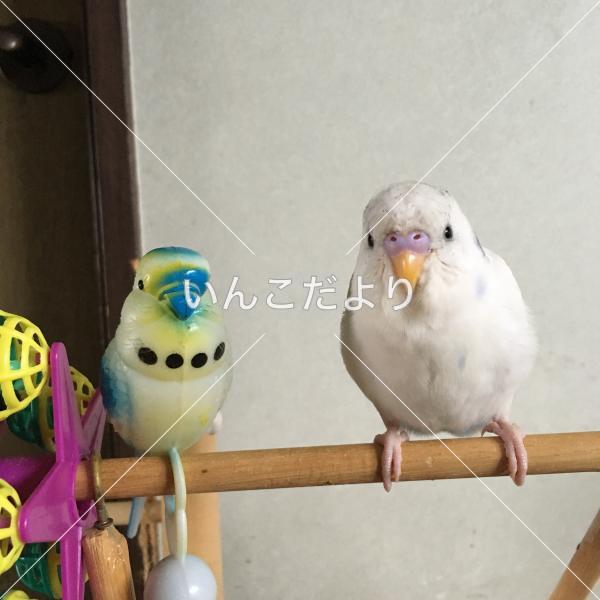 迷い鳥の写真