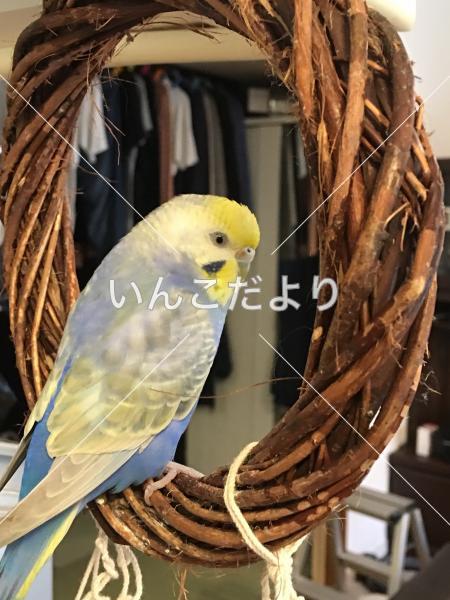 迷い鳥の写真