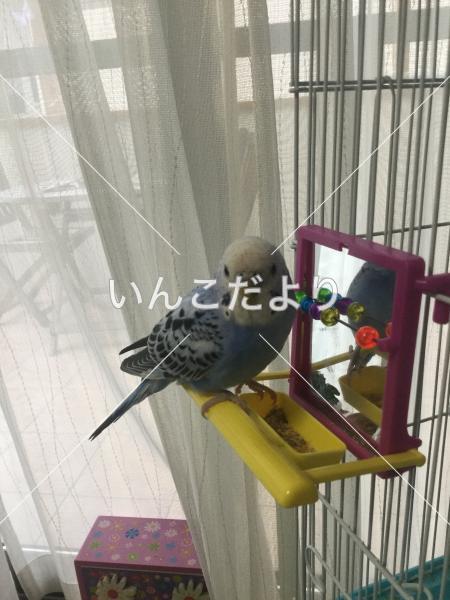 迷い鳥の写真