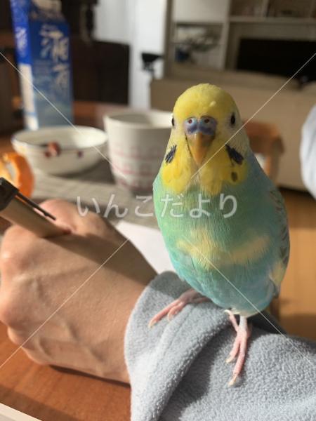 迷い鳥の写真