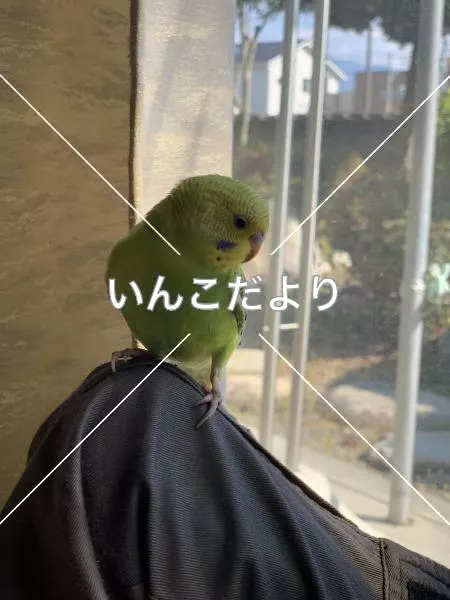 保護鳥の写真