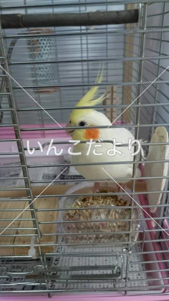 迷い鳥の写真