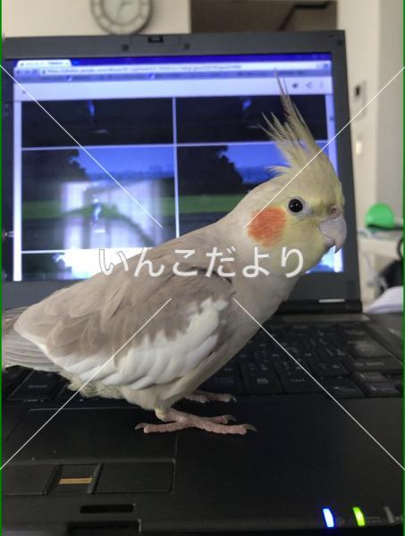 迷い鳥の写真