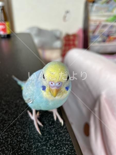 迷い鳥の写真