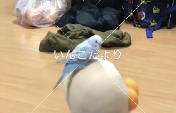 迷い鳥の写真