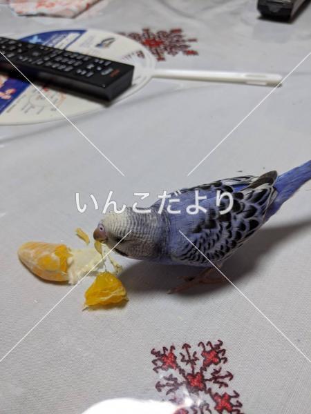 迷い鳥の写真