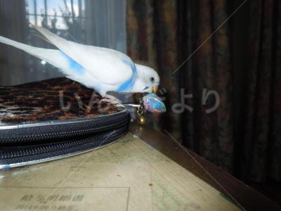 迷い鳥の写真