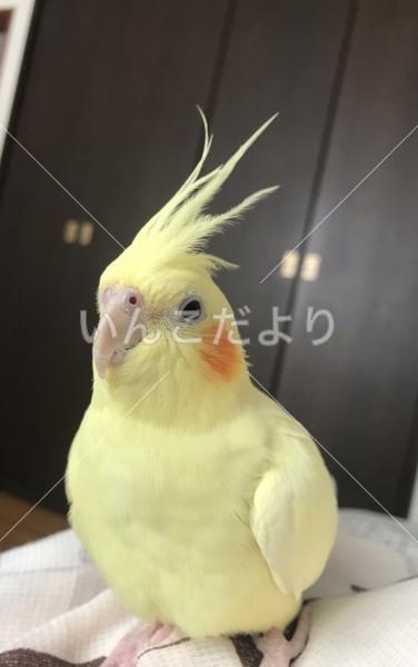 迷い鳥の写真