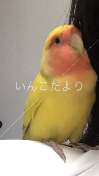 迷い鳥の写真