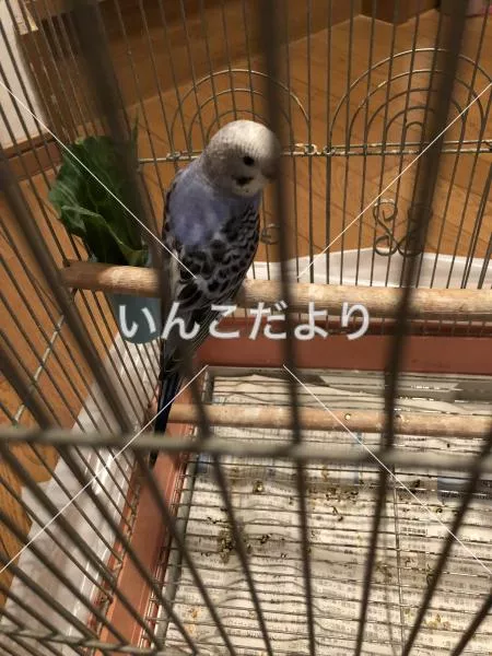 保護鳥の写真