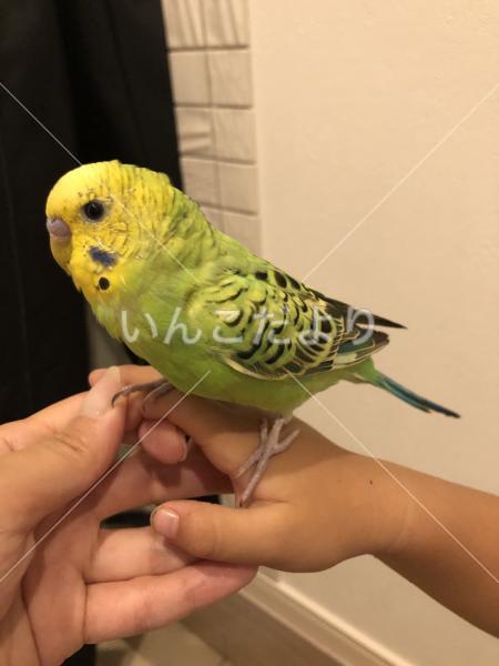 保護鳥の写真