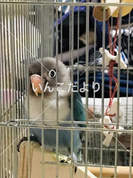 迷い鳥の写真