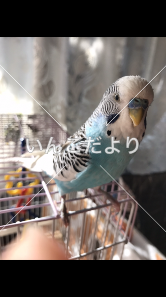 迷い鳥の写真