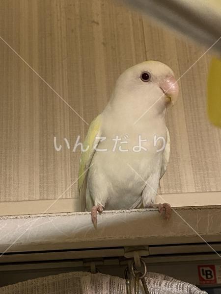 迷い鳥の写真