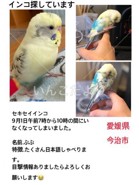 迷い鳥の写真