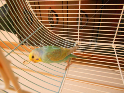 保護鳥の写真