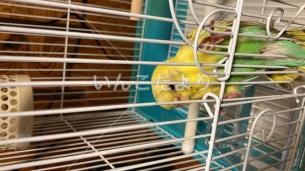 保護鳥の写真