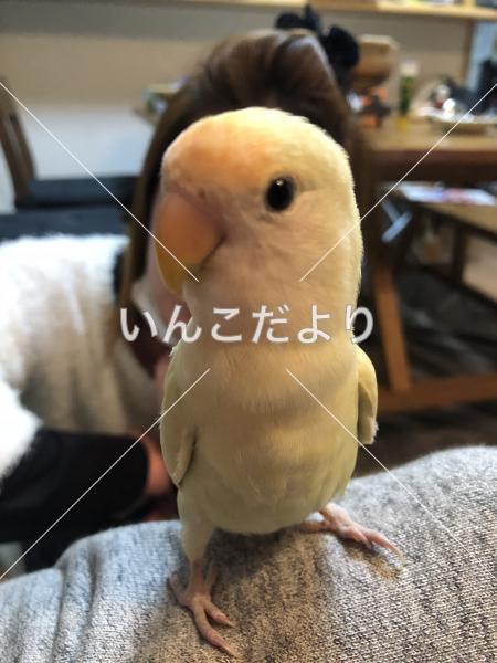 迷い鳥の写真