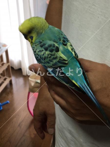 保護鳥の写真