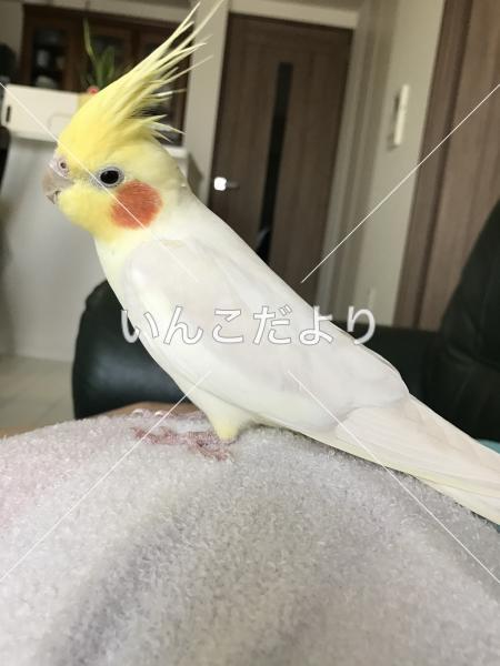 迷い鳥の写真