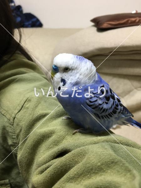 迷い鳥の写真