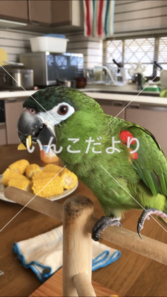 迷い鳥の写真