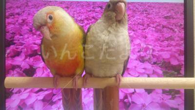 迷い鳥の写真