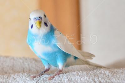 保護鳥の写真